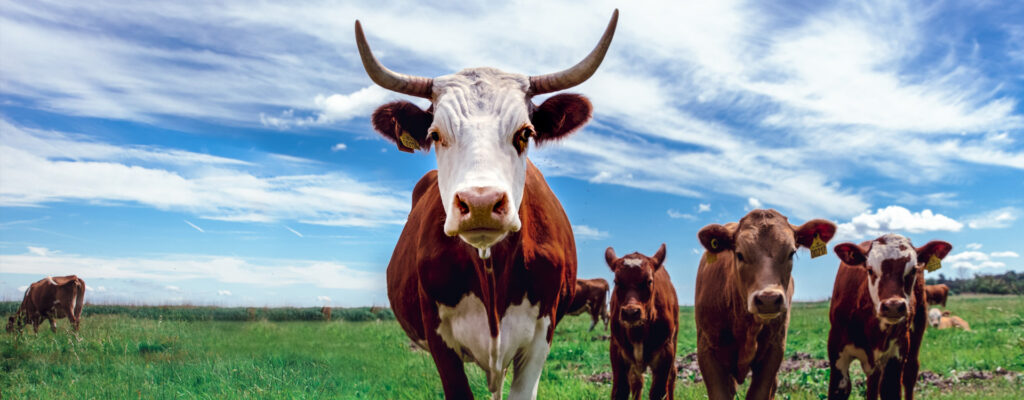 Cows in field